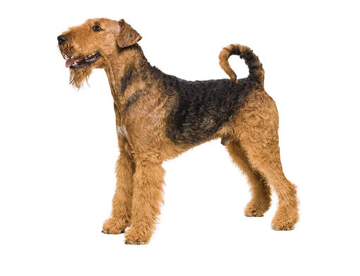 Mint best sale valley airedales